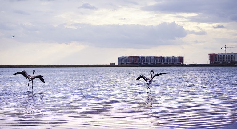 Les flamants roses reviennent dans la capitale du Kazakhstan à temps pour la Journée mondiale des oiseaux migrateurs